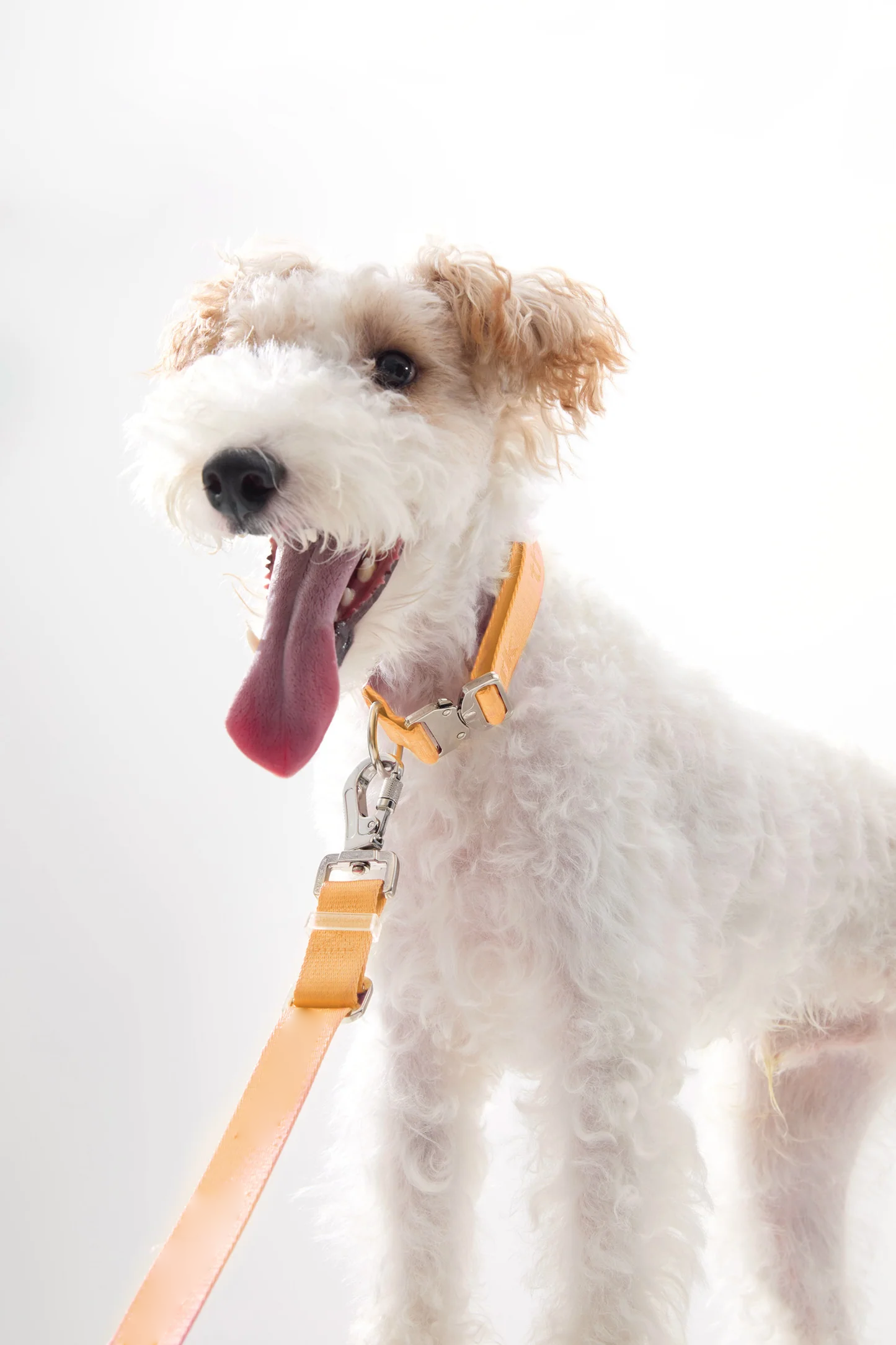 Collar Walk Kit - Image 2